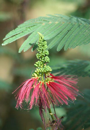 Acacia Flower