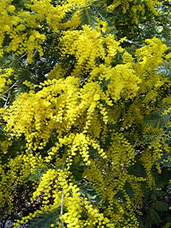 Acacia Flower
