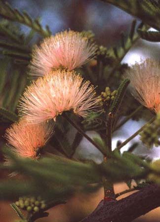 Acacia Flower