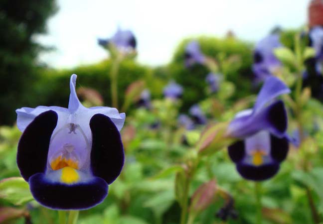 Aparajita( Indigo flower)