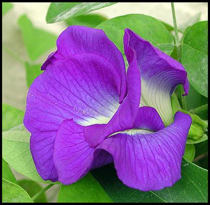 Aparajita( Indigo flower)