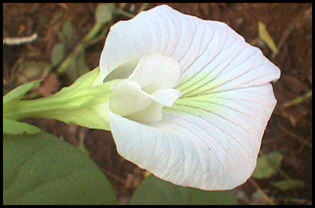 Aparajita( Indigo flower)