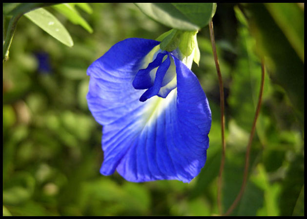 Aparajita( Indigo flower)
