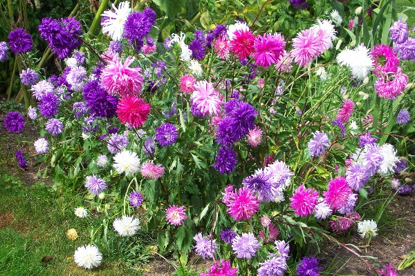 Aster Flower