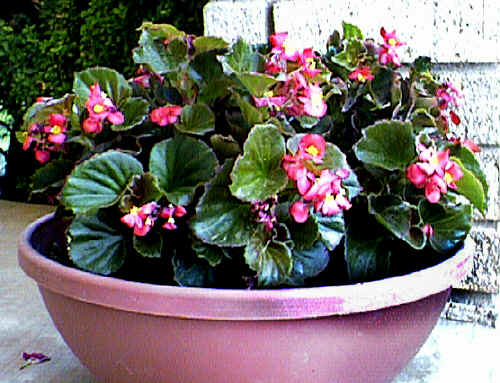 Begonia Flower