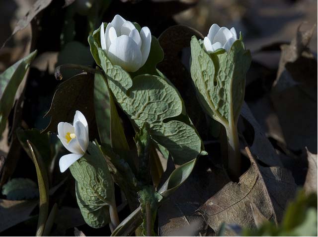 Bloodroot