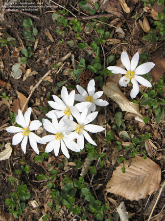 Bloodroot