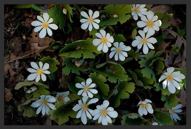 Bloodroot