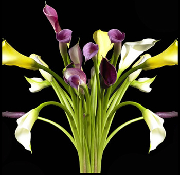 Calla Lily Flower