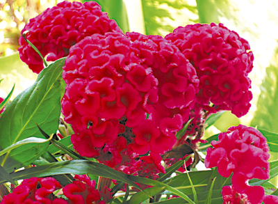 Cockscomb (Celosia Cristata)