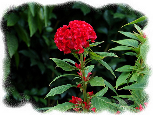 Cockscomb (Celosia Cristata)