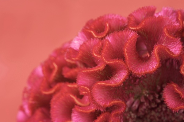 Cockscomb (Celosia Cristata)