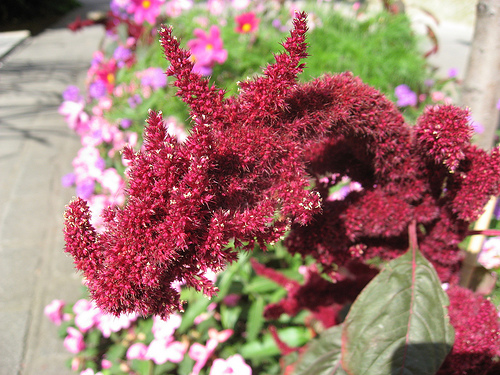 Cockscomb (Celosia Cristata)
