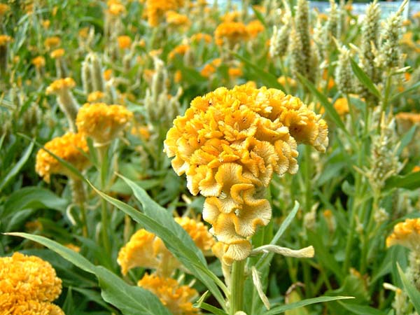 Cockscomb (Celosia Cristata)