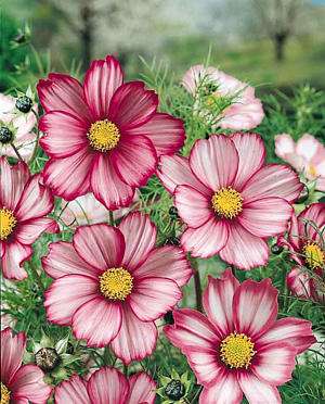 Cosmos Flower