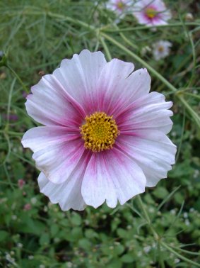 Cosmos Flower