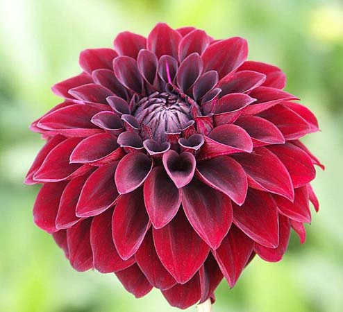 Dahlia Flower