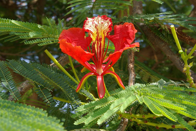 Krishnachura Flower