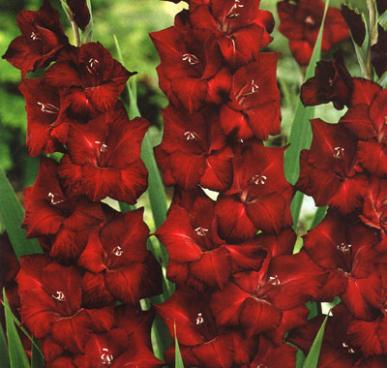 Gladiolus Flower