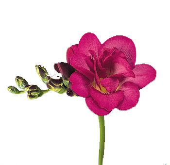 Freesia Flower