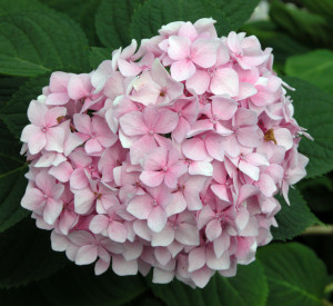 Hymenocallis Caribaea