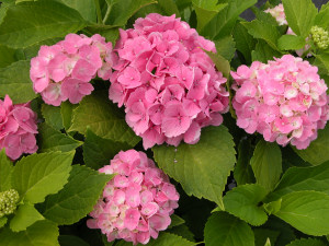 Hymenocallis Caribaea