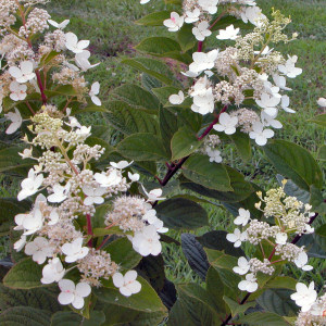 Hymenocallis Caribaea