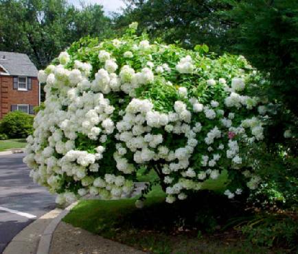 Hymenocallis Caribaea
