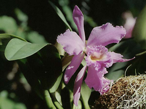 Orchid Flower