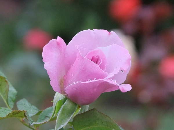 Rose Flower