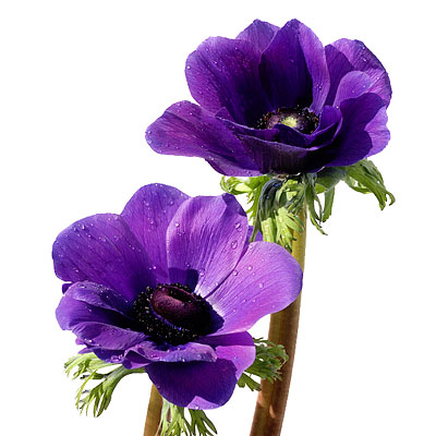 Anemone Flower