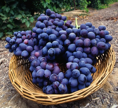 Grapes Fruit