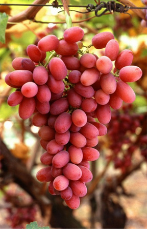 Grapes Fruit