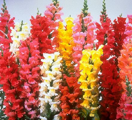 Snapdragon Flower