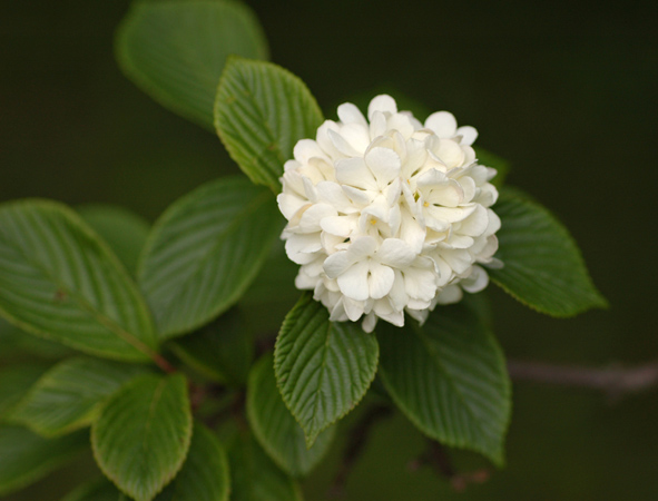 Snowball Flower