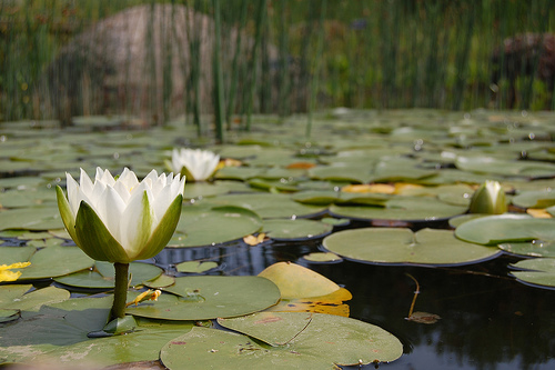 Water Lily