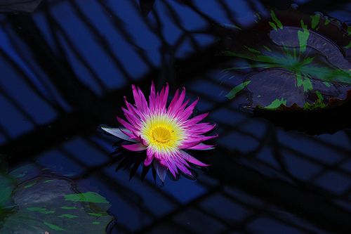 Water Lily