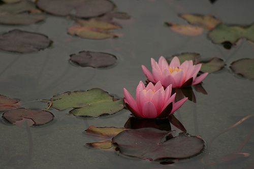 Water Lily
