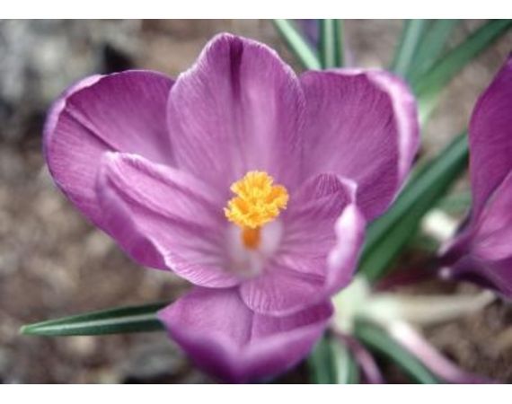 winter jasmine (Jasminum nudiflorum)