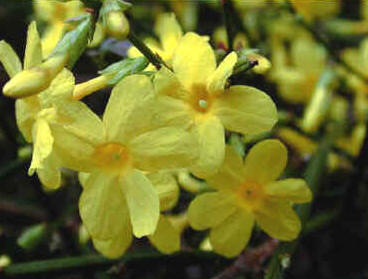 winter jasmine (Jasminum nudiflorum)