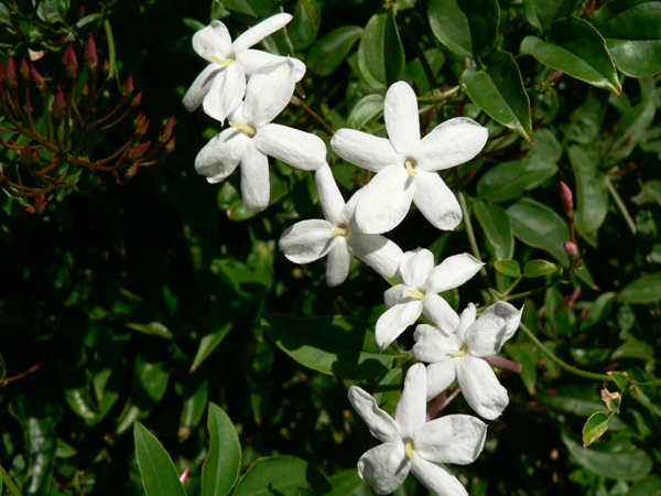 winter jasmine (Jasminum nudiflorum)