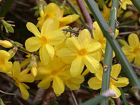 winter jasmine (Jasminum nudiflorum)