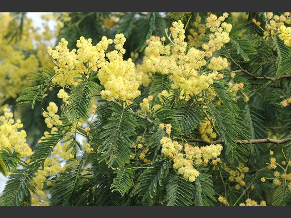 Acacia Flower