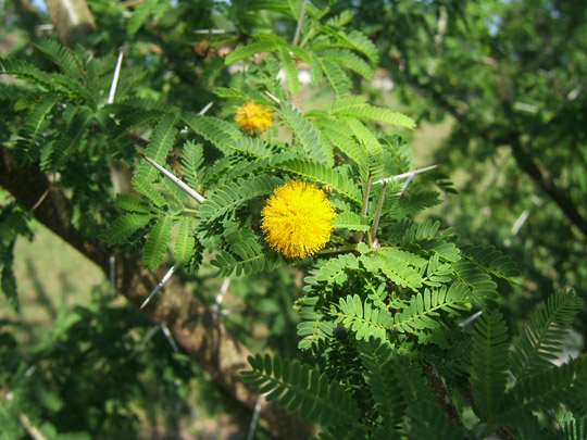 Acacia Flower