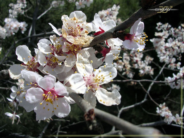 Apple Blossom (Pyrus coronaria)