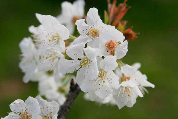 Apple Blossom (Pyrus coronaria)