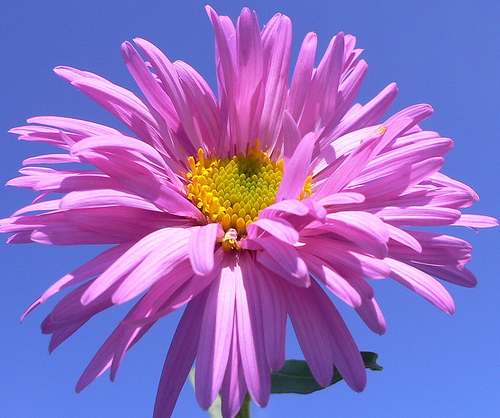 Aster Flower