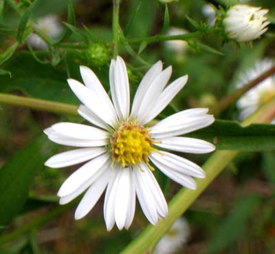 Aster Flower