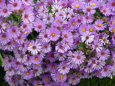Aster Flower