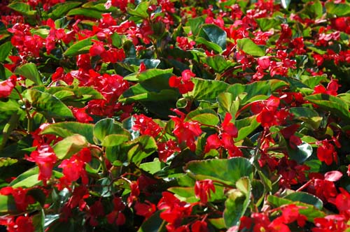 Begonia Flower